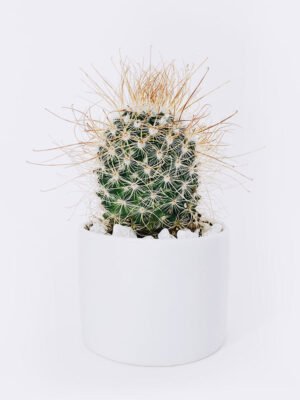 Ball Cactus