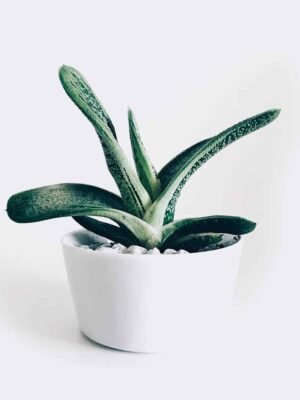 Boncellensis Secullant